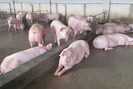 Lợn sạch Tân Yên hấp dẫn giới sành ăn