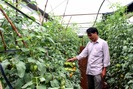 Mô hình trồng cà chua ghép trong nhà lưới sai trĩu quả ở Ea H'leo