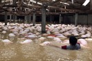 Mưa lũ lịch sử: Trang trại 4.000 con lợn chìm trong nước, lợn chết nổi lềnh bềnh