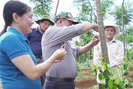 Trồng tiêu sạch để phát triển bền vững ở Quảng Trị