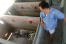 Kinh ngạc với trại nhím trên 100 con thu nửa tỷ đồng/năm ở Khánh Hòa
