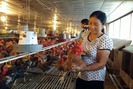 Tự hào nông dân Việt Nam 2017: Từ 2.000 con gà vốn, thành tỷ phú nghìn đô