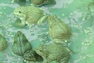 Mắc mùng nuôi ếch, thả cá trê vàng dưới ao lãi kép gần 20 triệu đồng/tháng