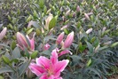 Kỹ thuật trồng hoa lily giúp nhà vườn thu lãi 1 tỷ đồng/ha