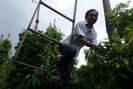 Tự hào Nông dân Việt Nam 2017: Bỏ 2 cây vàng đi trồng tiêu, lão nông sở hữu gia tài trên 20 tỉ