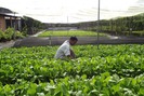 Xem quy trình trồng rau an toàn ở Phú Thọ