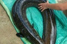 Cá chình nặng 14kg, cá trê dài 1 mét  bị nông dân bắt gọn