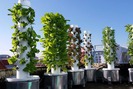 “Siêu” nông dân trồng rau sạch chỉ với 10m2 trên sân thượng