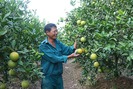 Vựa cây ăn quả có múi Đồng Thanh mỗi năm thu 100 tỉ đồng