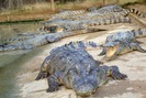 Trùm cá sấu Việt Nam, người chinh phục 5 vạn 'sát thủ đầm lầy'