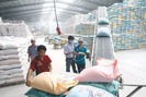 Xuất khẩu gạo nếp khởi sắc, thị trường Trung Quốc chiếm hơn 90%