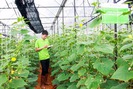 Lâm Đồng sẽ có nhiều trang trại dùng công nghệ kết nối vạn vật IoT
