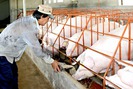 Cú sốc giá heo, người nuôi lỗ 700.000 đồng/con, xuất khẩu sang Trung Quốc giảm 80%