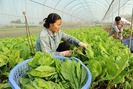 Mô hình trang trại áp dụng hệ thống canh tác điện tử để trồng rau sạch