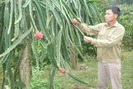 Tự hào Nông dân Việt Nam 2017: Người thương binh trồng thanh long trên núi đá, thu 300 triệu/năm