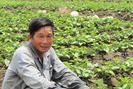 Có 60 công đất trồng khoai lang tím Nhật Bản lãi 1,5 tỉ đồng/năm