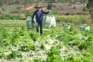 Giá nông sản hôm nay: Mưa nhiều, rau Đà Lạt tăng giá chóng mặt vì khan hiếm