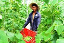 Chàng sinh viên bỏ học lập trang trại rau sạch nổi tiếng Đà Lạt
