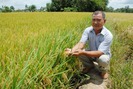 Liều mình chuyển 5,4ha làm lúa giống thu hơn nửa tỷ đồng/năm