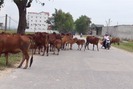Nghệ An: Bò thả từng đàn trên quốc lộ, tài xế toát mồ hôi