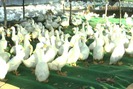Nông dân Hà Nội bỏ cả trăm triệu chế nhà nổi nuôi vịt