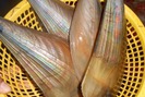 Sự thật thú vị về con sò biên mai, đặc sản Phú Quốc