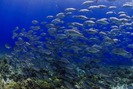 Lều sinh học giúp phục hồi trữ lượng cá