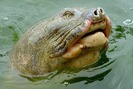 Hồ Gươm không còn cụ rùa có nên thả rùa thay thế?