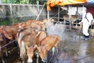 Hàng trăm gia súc bị lở mồm long móng, Hà Tĩnh khẩn cấp dập dịch