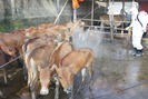 100 con trâu, bò bị lở mồm long móng, ổ dịch đang lan rộng ở Quảng Nam