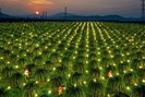 Chong đèn trồng thanh long 12 vụ mỗi năm
