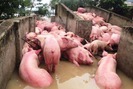 Giá lợn hôm nay (11/11): Sau bão lũ giá lợn hơi tại Đăk Lăk "rơi tự do"