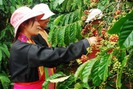Giá nông sản hôm nay 14/11: Hồ tiêu chật trong thế khó, cà phê vùng vẫy đợi bật tăng