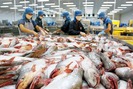 Cơn sốt đẩy giá cá tra tăng kỷ lục có nên vội vã thả nuôi?