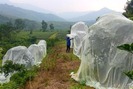 Kỳ lạ: Cả đồi cam ở Nghệ An được mắc màn trắng toát 