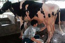 Nghề nuôi bò sữa ở Quỳnh Lưu mỗi năm thu về 14 tỉ đồng