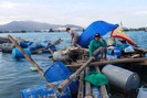 Sau bão, nghề nuôi tôm hùm ở Khánh Hòa gượng dậy làm lại từ đầu