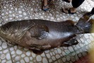 Kỳ lạ cá bống mú "khổng lồ" bắt được ở biển Phú Quốc