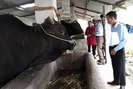 Bí quyết nuôi bò vỗ béo ở vùng cao sau ba tháng lãi 10 triệu/con