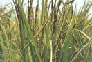 Cảnh báo dịch bệnh tuần này (từ 06/11 đến 12/11): Bệnh đen lép hạt trên lúa muộn tại miền Trung