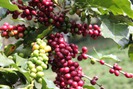 Giá nông sản hôm nay 17/11: Hồ tiêu tăng tưng bừng, giá cà phê có phải đối mặt với đợt lao dốc?