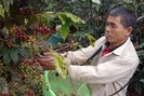 Giá nông sản hôm nay: Cà phê Việt Nam và giấc mơ đạt 6 tỉ USD xuất khẩu