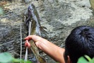 5 loài cá sông đặc sản đắt giá ở miền Tây xứ Nghệ