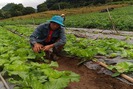 Chàng trai Mông hoàn thành tu nghiệp sinh ở Israel, về bản trồng rau sạch kiếm 200 triệu đồng/năm