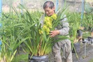 Mê mẩn với vườn địa lan mỗi năm lãi gần 1 tỉ đồng của lão nông Lâm Đồng