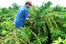 Hợp tác để nâng chất cà phê Việt Nam giúp tăng 20% thu nhập 