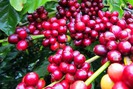 Cà phê trầy trật trong mức thấp kỷ lục, áp lực bán làm giá khó bật tăng