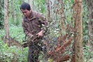 Hàng trăm ha tiêu ở Quảng Trị nhiễm bệnh chết, người trồng tiêu “lao đao”