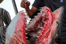 Chuyến săn cá mập kinh hoàng, đánh cược mạng sống dưới hàm răng sát thủ