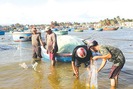 Mùa cá đối - "lộc biển" ở La Gàn